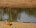 Lioness Luangwa